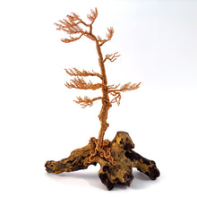 Load image into Gallery viewer, Lingering