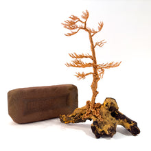 Load image into Gallery viewer, Lingering