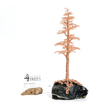 Load image into Gallery viewer, Astute