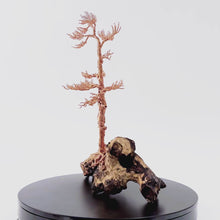 Load and play video in Gallery viewer, Lingering