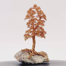 Load and play video in Gallery viewer, Settled