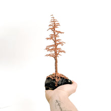 Load image into Gallery viewer, Astute
