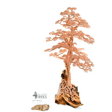 Load image into Gallery viewer, Limberlost
