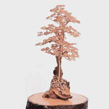 Load and play video in Gallery viewer, Limberlost
