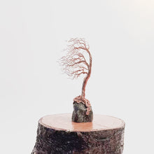 Load and play video in Gallery viewer, Frolic
