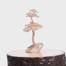 Load and play video in Gallery viewer, Solo
