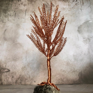 Small Birch Tree