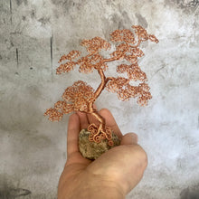 Load image into Gallery viewer, Wee Tree Seven - Series 1
